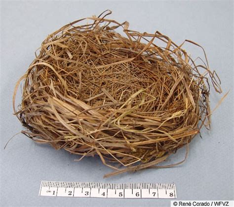 Bobolink Nest