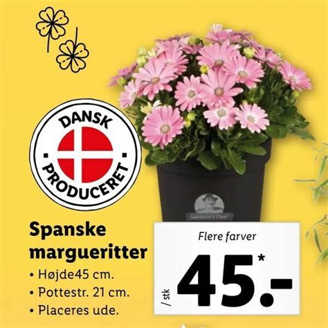 Spanske Margueritter Tilbud Hos Let K B