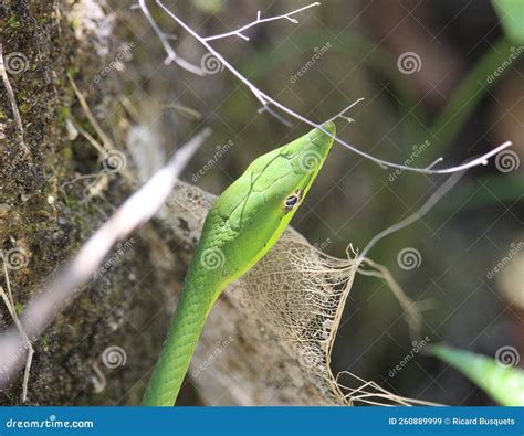 Green Vine Snake Head Detail Stock Image Image Of Central Arboreal