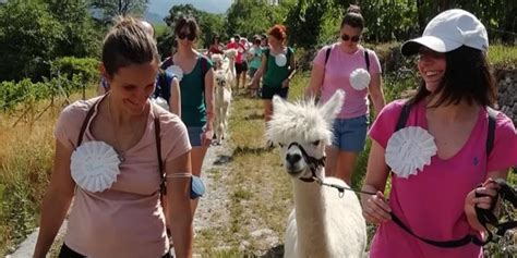 Passeggiate Con Alpaca Losine A Partire Da 30 Freedome