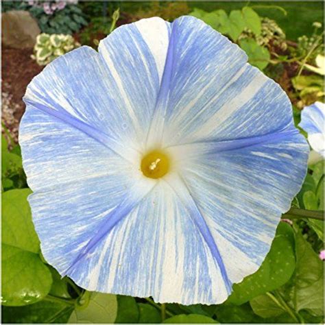 Morning Glory Plant Morning Glory Seeds Blue Morning Glory Morning