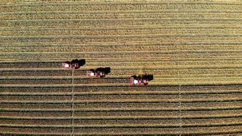 Aerial Top View Three Big Red Combine Harvester Machines Harvesting