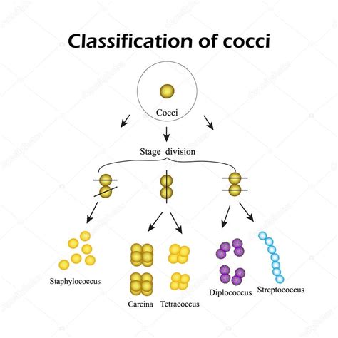 Clasificaci N De Las Bacterias Coccis Infograf As Ilustraci N