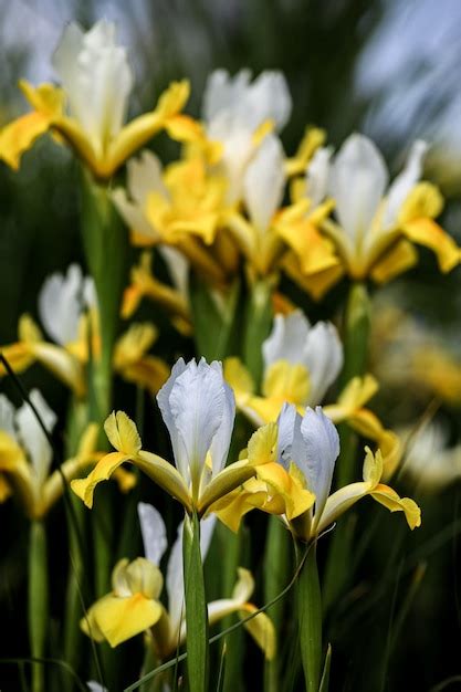 Premium Photo | Iris flower in the garden