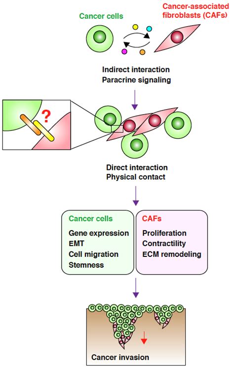 Direct Interaction Between Cancer Associated Fibroblasts Cafs And Download Scientific Diagram