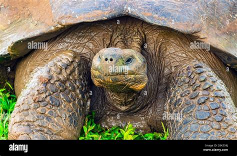 Close Up Portrait Of A Giant Galapagos Tortoise Chelonoidis Nigra On