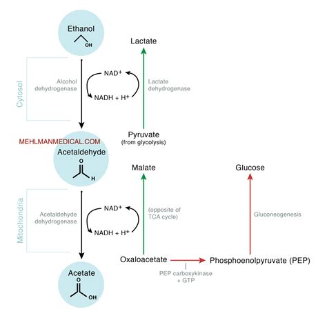 Alcohol metabolism and effects – MEHLMANMEDICAL