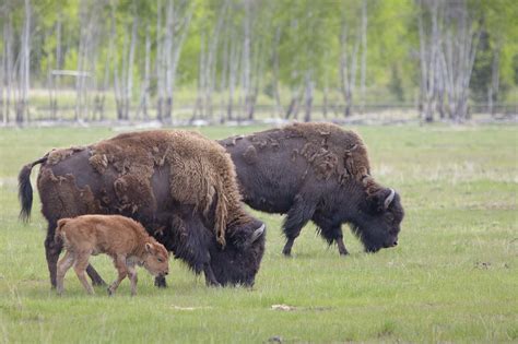 Wood Bison - Yukon Wildlife Preserve