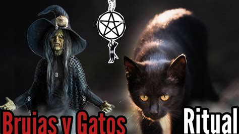 INCREÍBLE Brujeria Con Gatos Asi operan y como vencerlo YouTube