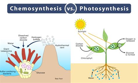 Difference Between Chemosynthesis And Photosynthesis Cbse Class Notes Online Classnotes123