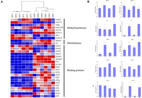 Frontiers Sex Dependent Rna Editing And N6 Adenosine Rna Methylation