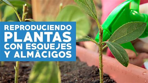 C Mo Reproducir Plantas Con Esquejes Y Alm Cigos Youtube