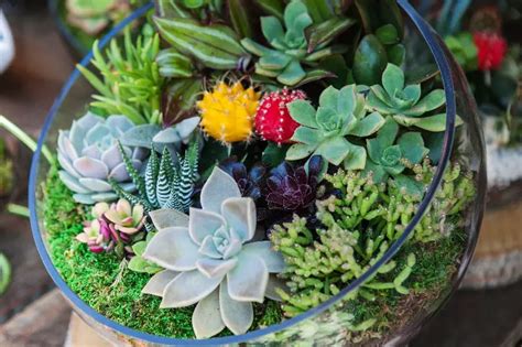 How To Make A Succulent Terrarium? Step By Step Guide