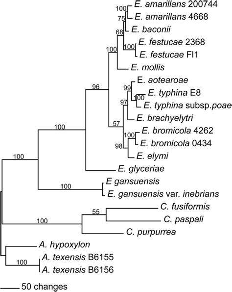 Rooted Majority Rule Maximum Parsimony Phylogenetic Tree Of