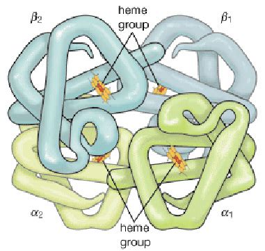 Molecular Tetrameric Structure Of Hemoglobin With Iron Heme Binding