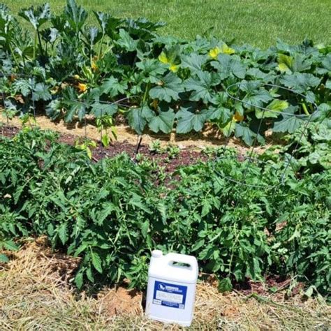 how to ferment tobacco at home
