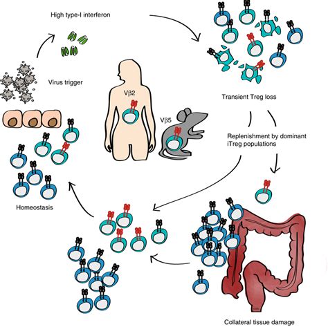 Schematic Representation Of Virus Induced Alterations In Treg Cells And