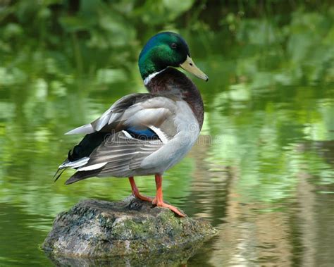 Colorful Mallard Duck stock photo. Image of beak, scenic - 1495780