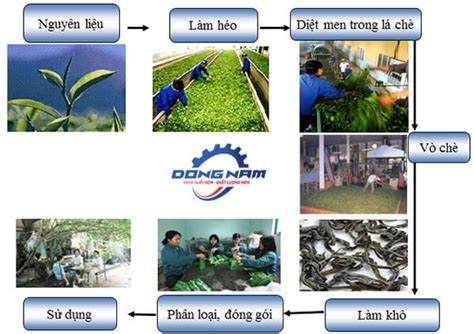 Quy trình chế biến chè xanh chất lượng nhất hiện nay