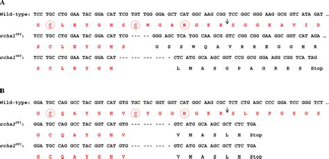 Nucleotide Sequences And Corresponding Amino Acid Sequences Around The