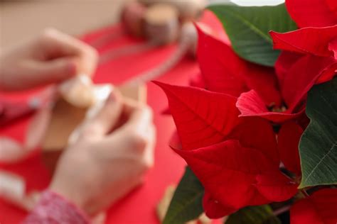 Poinsettia Care Craft Birmingham Botanical Gardens