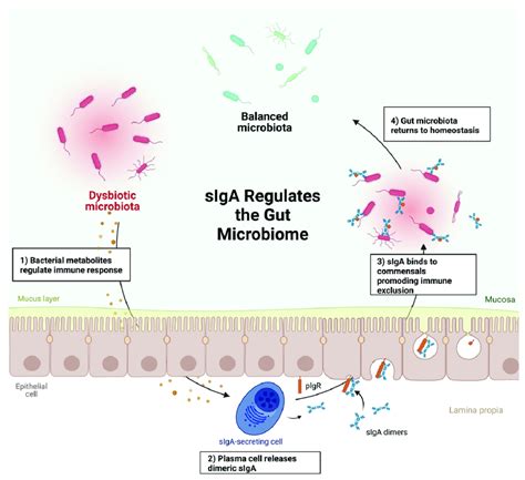 Secretory Iga Promotes Gi Homeostasis Through Immune Exclusion