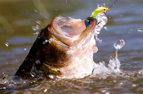 Isca Artificial Black Bass Archives Pesca Na Praia