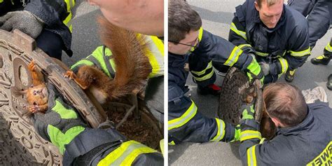 Eichhörnchen steckt fest Feuerwehr versucht zu helfen doch das Tier