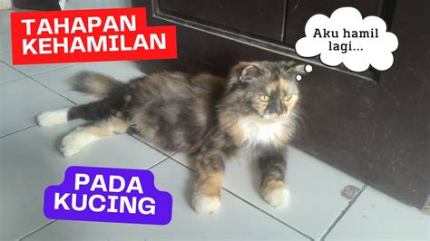 Tahapan Masa Kehamilan Kucing Youtube