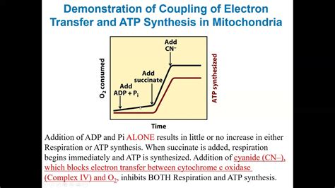 Chapter19 Part2 Video Oxidative Phosphorylation Part 2 Pathak Biochemistry Lecture Chem