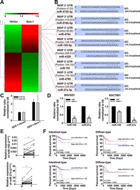 Candidate Micrornas That May Be Influenced By Bmi 1 Expression A