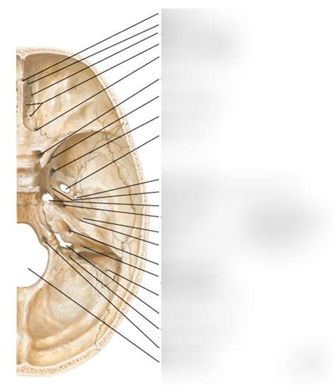 Foramina And Canals Of Cranial Base Diagram Quizlet