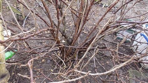 Pruning A Red Currant Bush 2 Youtube