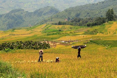 Harvest Rice Season Panorama Stock Photo - Image of scene, cang: 152388314