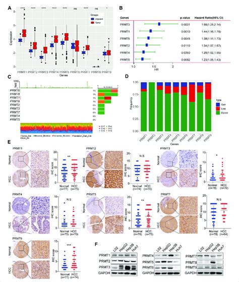 Expression And Mutation Status Of Prmts In Hcc A The Expression