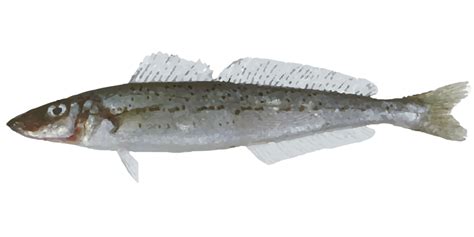 King George Whiting, Where to catch King George Whiting - Fishing Spots