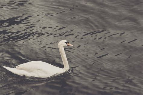 Free Images Nature Sand Wilderness Wing White Lake Animal Pond