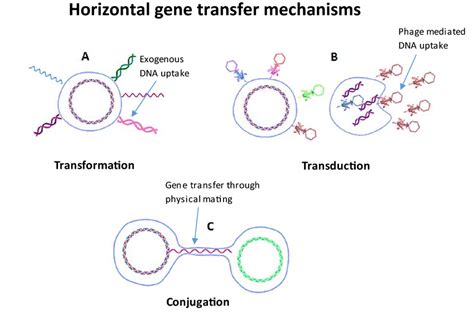 Horizontal gene transfer mechanisms | Download Scientific Diagram