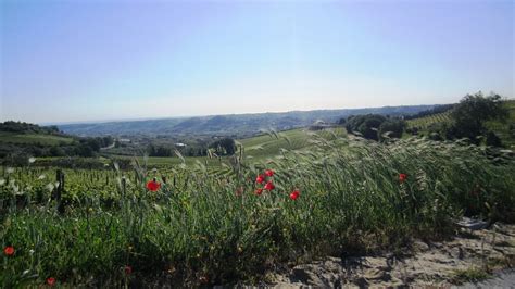 Poppies Grass - Free photo on Pixabay