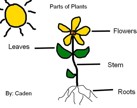 Labeling Parts Of Plants K 5 Computer Lab