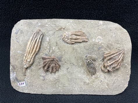 Immaculate Plate Fossil Crinoids Crawfordsville Indiana Etsy