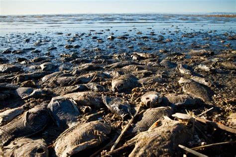 The History Of Salton Sea: The Rise And Fall Of A Toxic California Lake