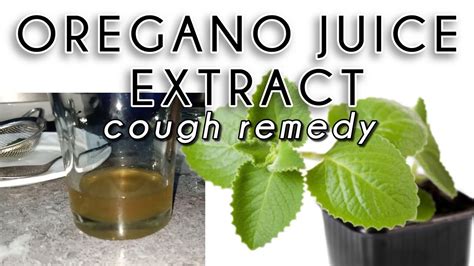 Easy And Fast Way To Make Oregano Juice For Cough Youtube