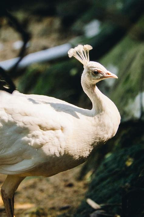 White Peacocks: Interesting Facts and Stunning Photos of the Majestic ...