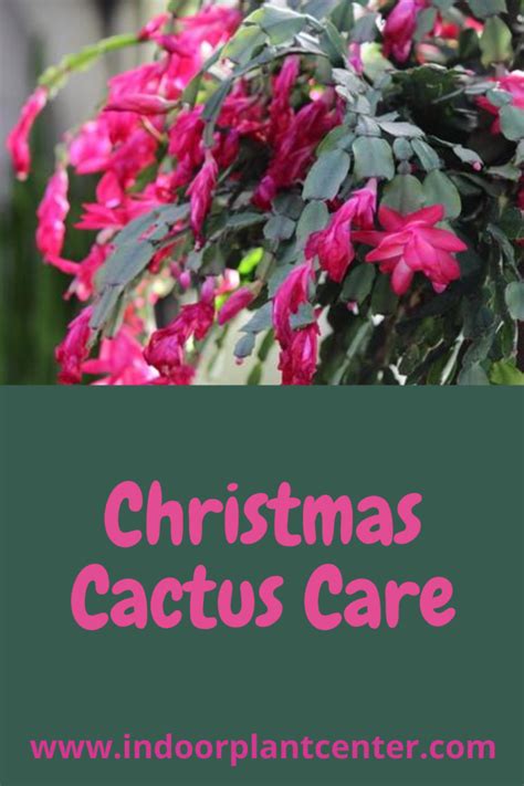 Christmas Cactus Care: Easy Care Tips - Indoor Plant Center