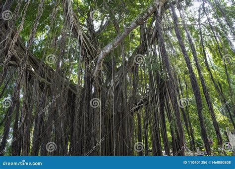 Huge Banyan Tree Ficus Benghalensis In Jamaica Stock Photo Image