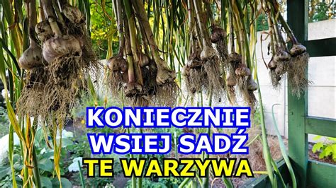 Które Warzywa będę jeszcze SIAŁ I SADZIŁ Co siać i sadzić w Lipcu