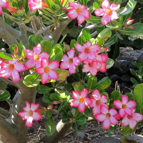 Pink Desert Rose Adenium Obesum Rose