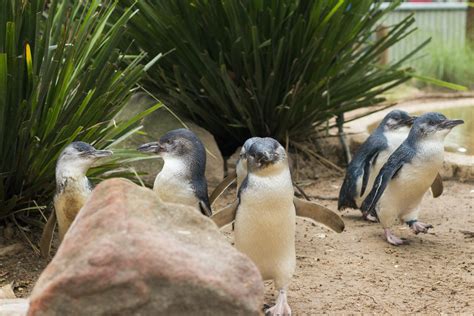 Phillip Island Wildlife And Brighton Beach Boxes Bus Tour Musement