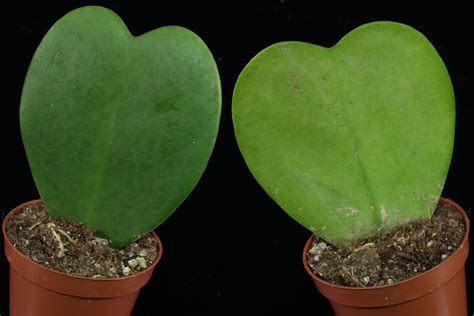 Hoya kerrii